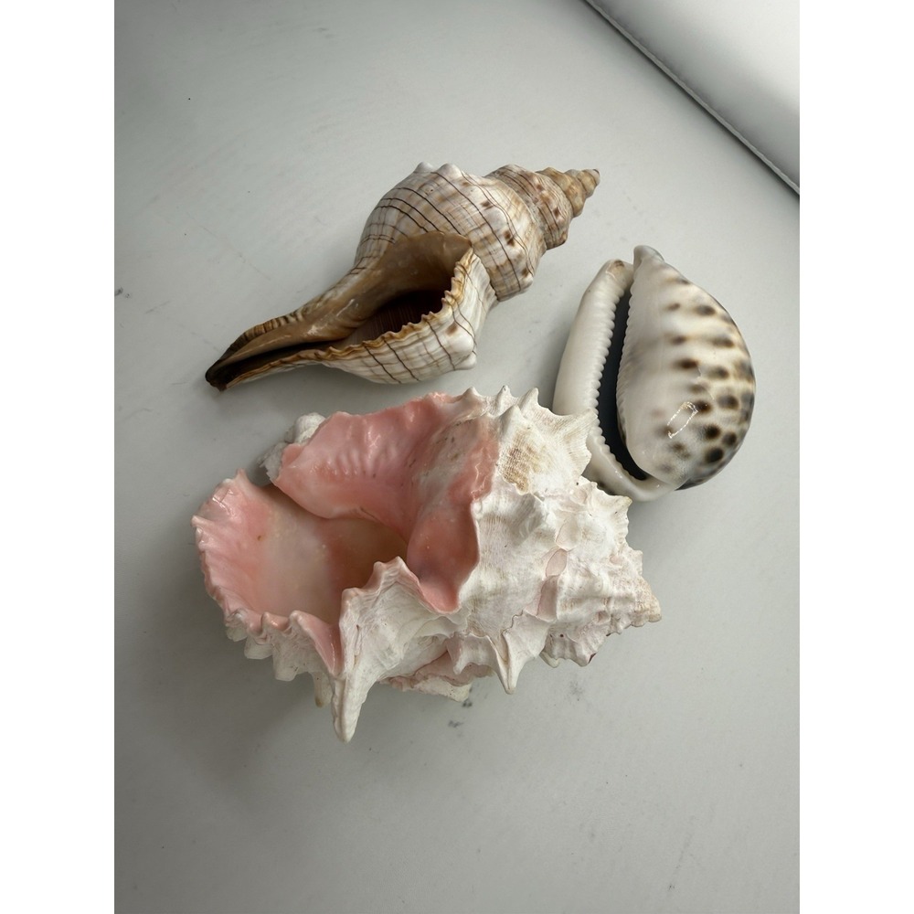 Set Of 8 VTG Estate Sea Shells Inclu. Various Sizes And Types + 10" Conch - Picture 12 of 16